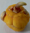 hiban3a.tif